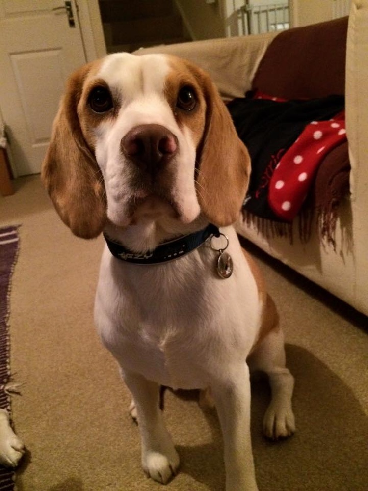 Alfie