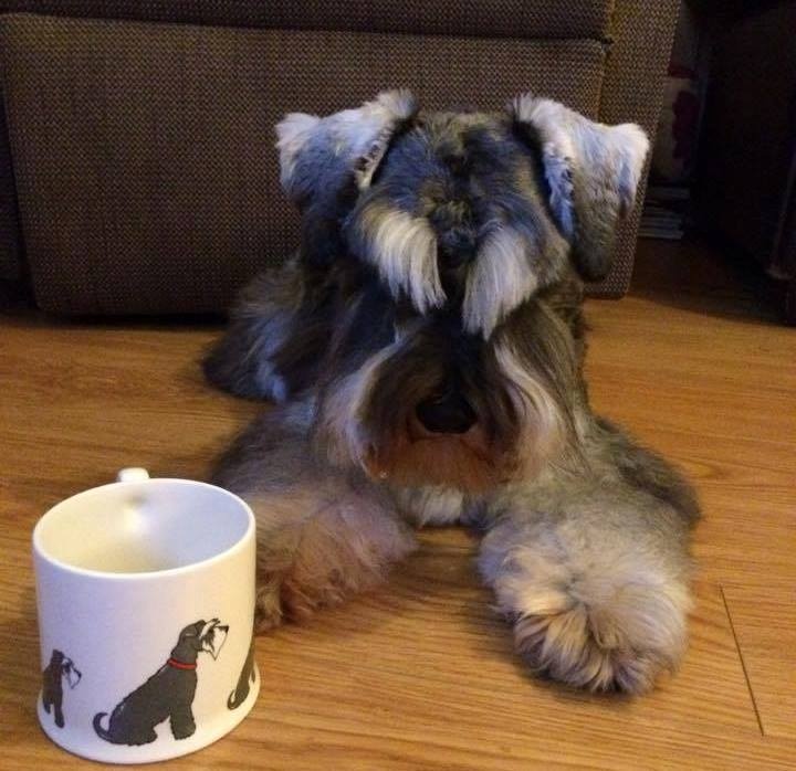 Alfie