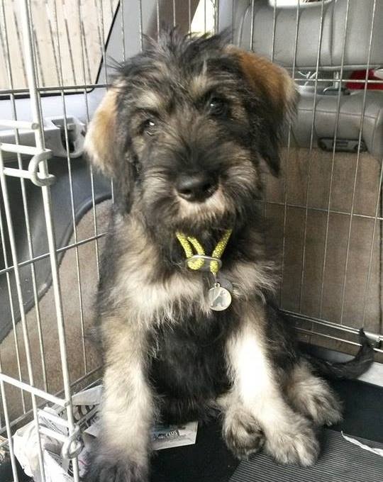 Archie