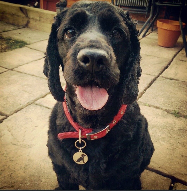 BELLE