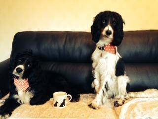BUGSY & MR PICKLES