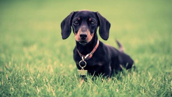 GORGEOUS DACHSHUND