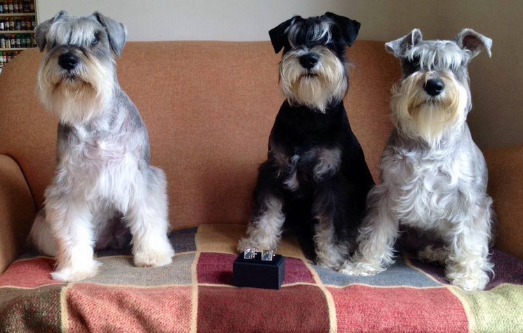 DEXTER, MINA & SPENCER