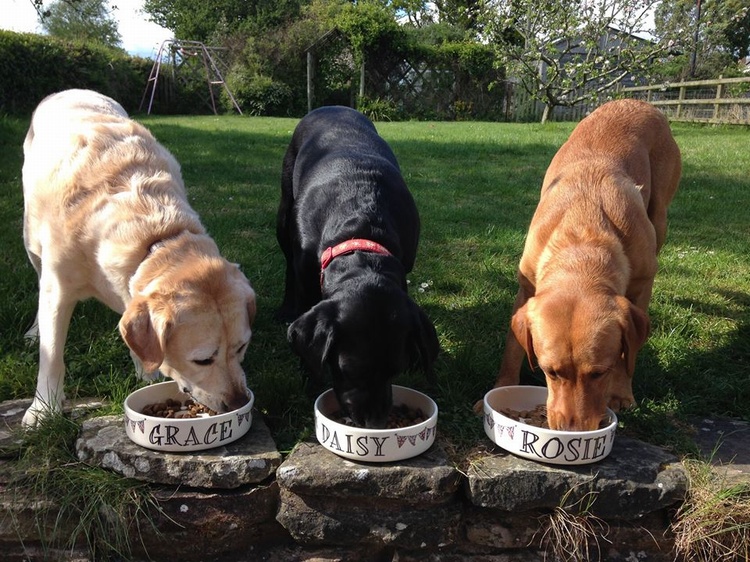 GRACE, DAISY & ROSIE