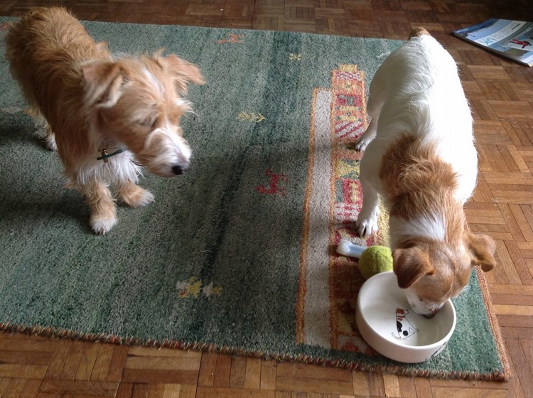 TESS & SHANDY
