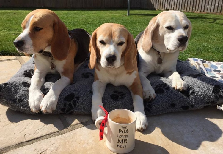 TODD THE SOD, SALLY & TEDDY